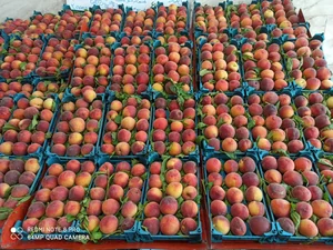 میوه فروشی خسروی 3
