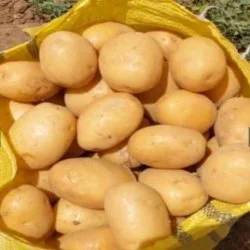 میوه فروشی خاطره