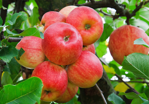 farvahar fruits