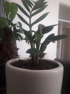 گل و گیاه بیدل