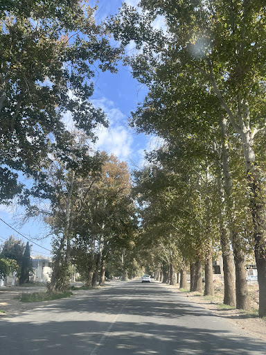 چنارهای صفدر کوه‌کن