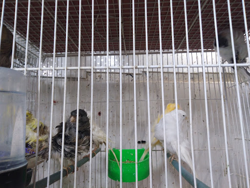پرنده سرای پرستیژ