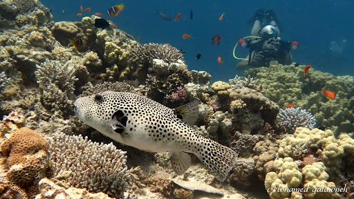 Aqaba International Dive Center