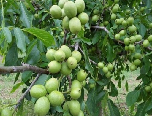 باغ سامعی