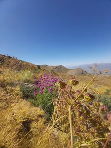 سینا پرواز یاسوج
