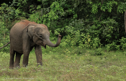Yala Safari Jeep Park