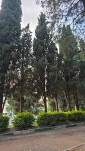 پارک شریعتی 2