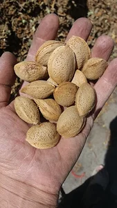 بادام شکن فرجی