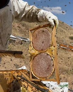 عسل طبیعی حسین خانی 2