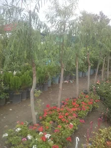 گلخانه گلستانه