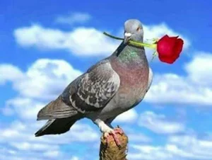 گالری کفش علی زنانه و مردانه