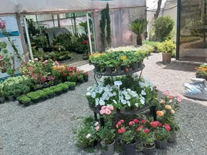 گلخانه سروناز 3