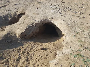 تپه باستانی البرز محوطه 32