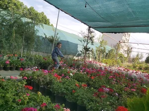 گلخانه هگمتانه