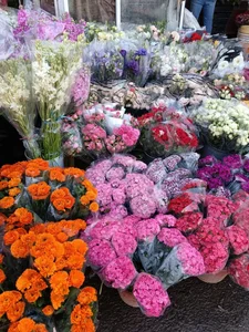 محلاتی 5