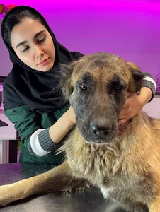 کلینیک دامپزشکی مرکزی قم