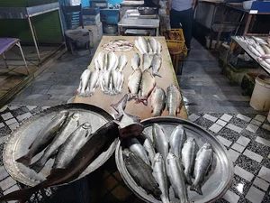 بازار ماهی نور
