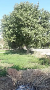 سبزی کاری پژمان