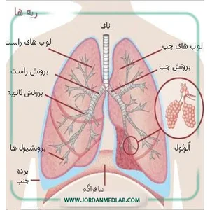 دکتر سمیه صادقی