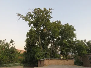 درخت چنار امامزاده رازمیان