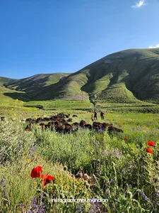 جاده کندوان به ارشد چمن