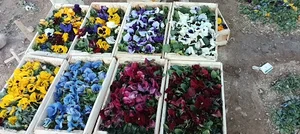 تولیدی گل و گیاه
