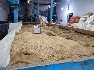 برنج کوبی مظلومی