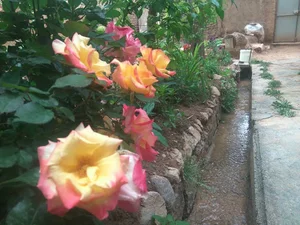 اقامتگاه بومگردی رویین