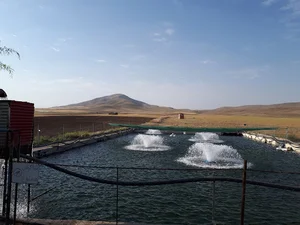 پرورش ماهی همواری