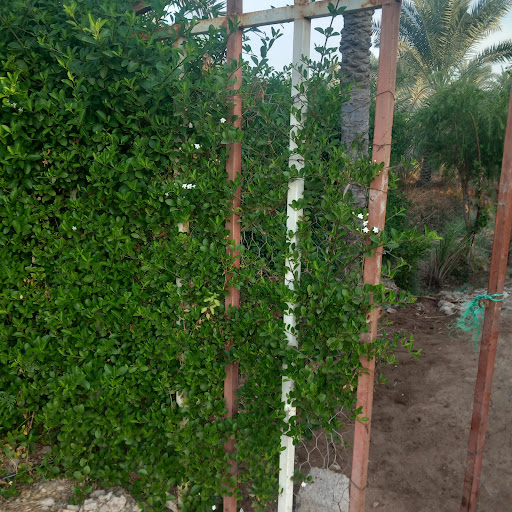 مسجد صاحب الزمان