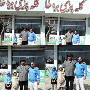 کله پزی وطباخی بره طلا