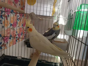پرنده سرای ققنوس