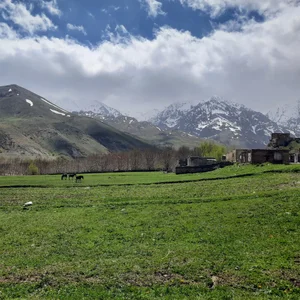 کارواش دلفین طلایی 5
