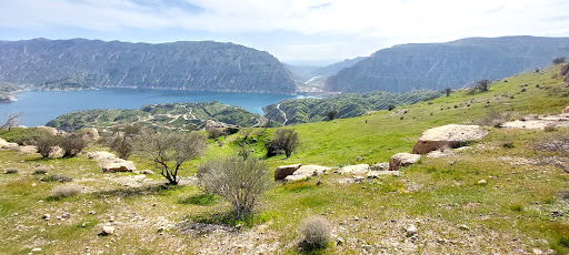 قلم نرگسی