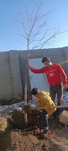 باغ آرسام ومهرسا