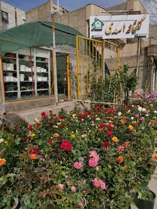 گلخانه اسدی