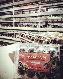 پرورش بلدرچین وفایی