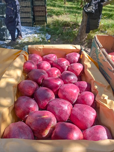 باغ سیب الماس مرادی