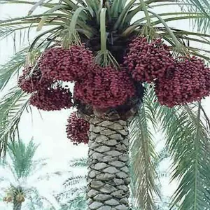 سوپرمارکت مرتضی