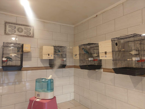 Melodika Parrot