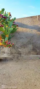 مزرعه آستان قدس