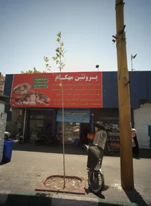 پروتئین مهکام 2