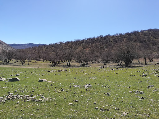 Park jangali mamoo