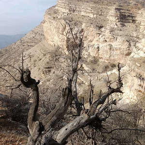 ڕێ هانێوان ئەمارآو