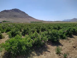 گل و گلاب کوهکام