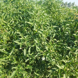 موسسه حسن بختیاری