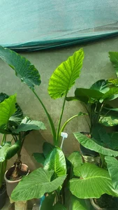 گلخانه آیریس 2