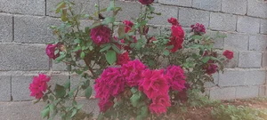 باغ روحی