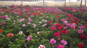 تولیدی گل و گیاه هاشم پو یاس 2