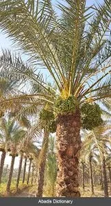 قراول خانه